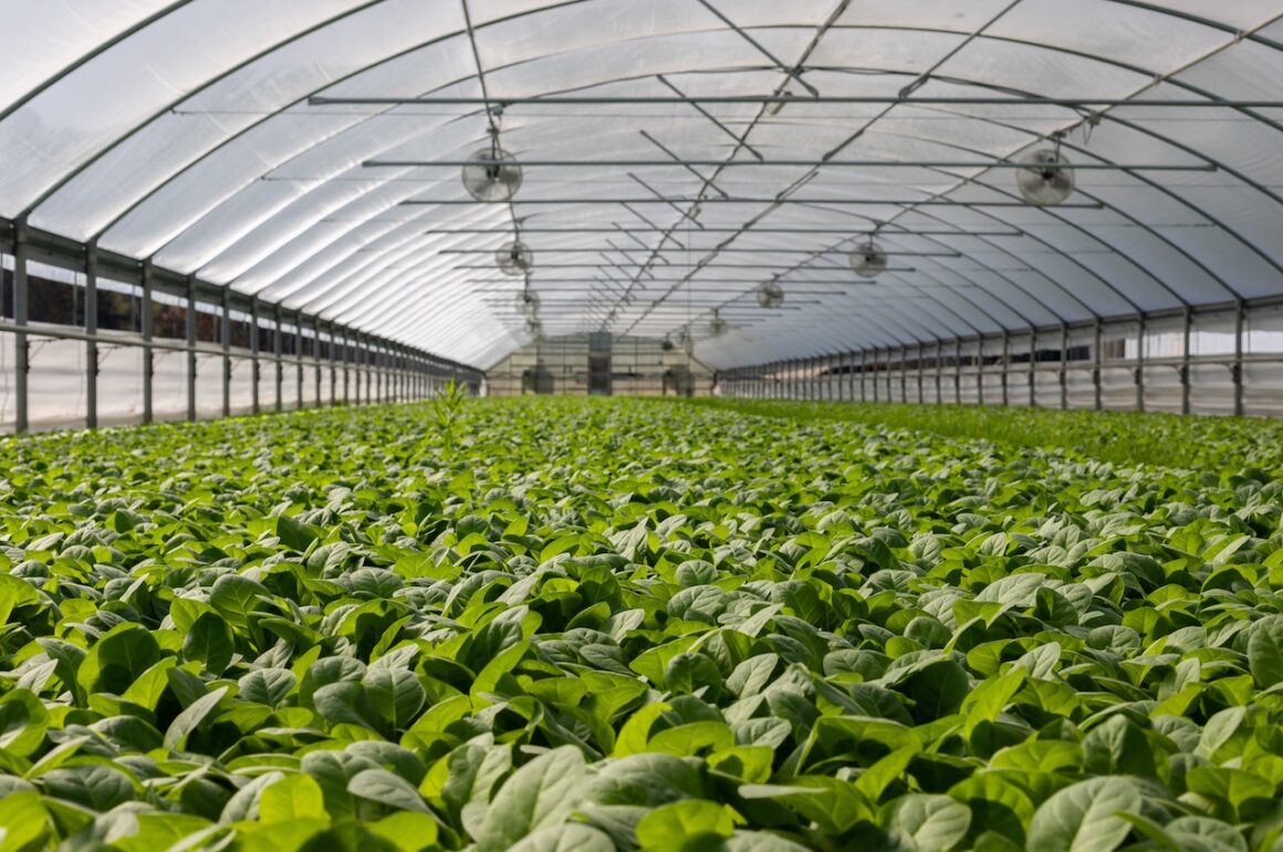 5 Reasons Why Every Gardener Should Consider a Greenhouse